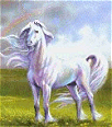Animaux - 022
